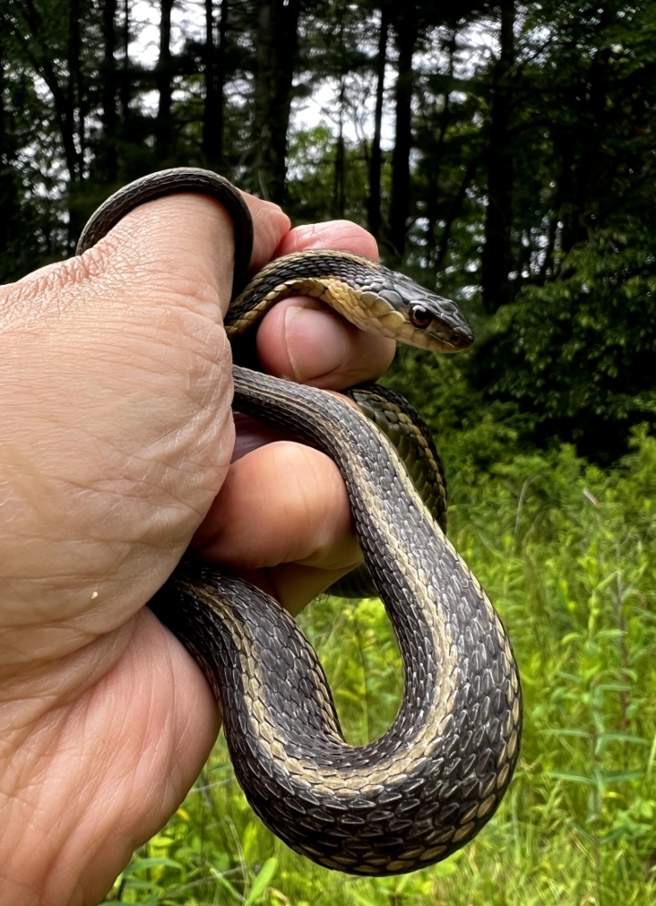 Eastern Garter Snake